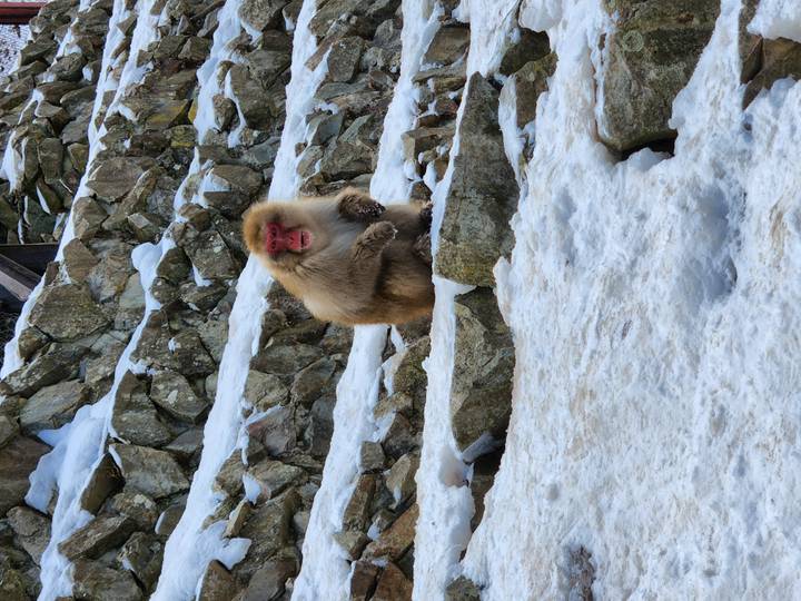 Snow monkey sitting on snowy rocks.
