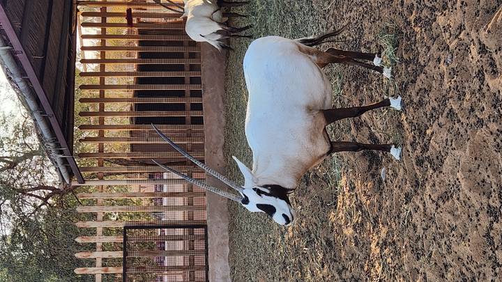 Arabian oryx standing in a fenced area.