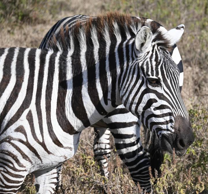 Close-up of a zebra with others in the background.