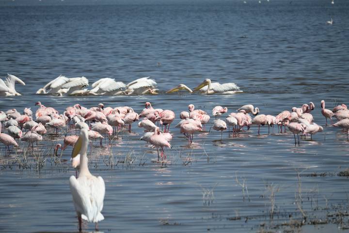 Flock of flamingos and pelicans in a lake.