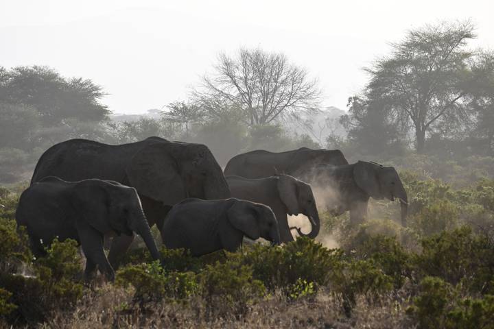 Group of elephants walking through the bush.