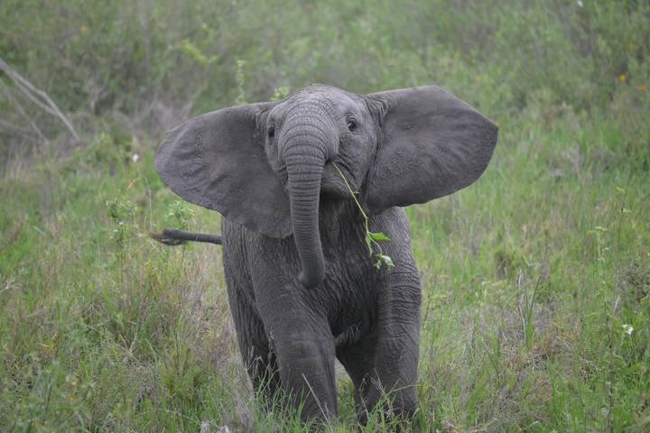 Baby elephant with large ears walking through grass.