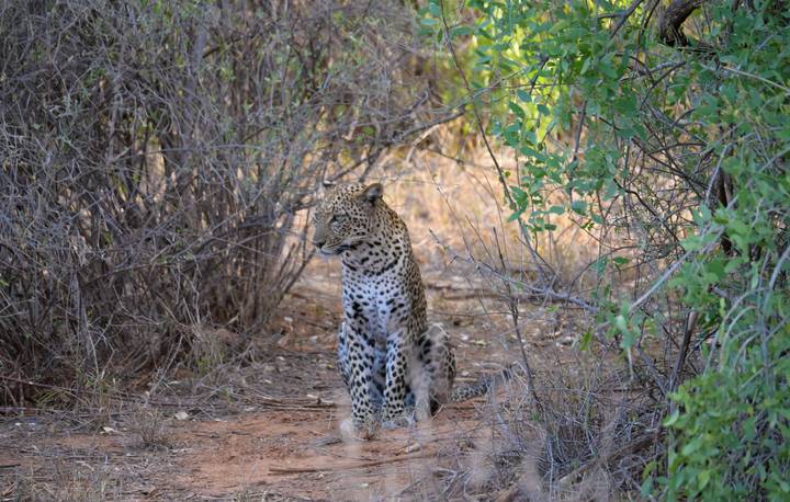 Leopard camouflaged in dense bush.