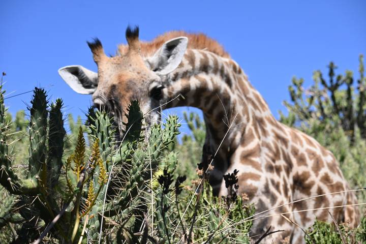 Close-up of a giraffe eating leaves from a bush.