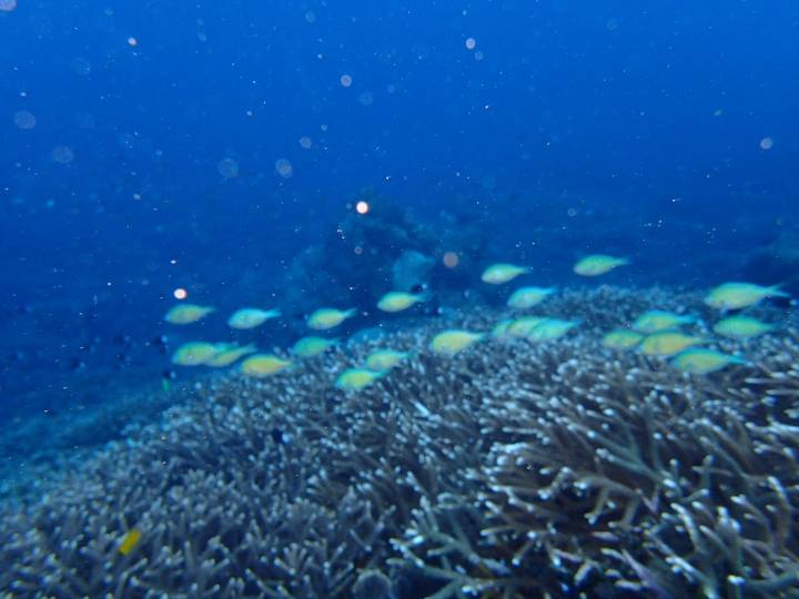 Underwater scene with blurry fish swimming over coral reefs.