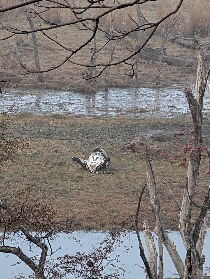 Wild animal lying on its back in a muddy area.