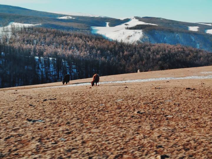 Yaks grazing on a grassy hillside with snowy mountains in the background.