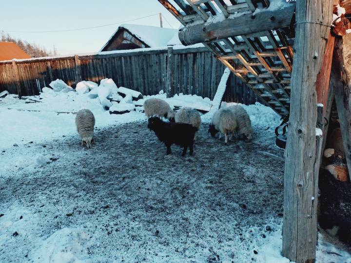 Group of sheep in a snowy yard with wooden fencing.