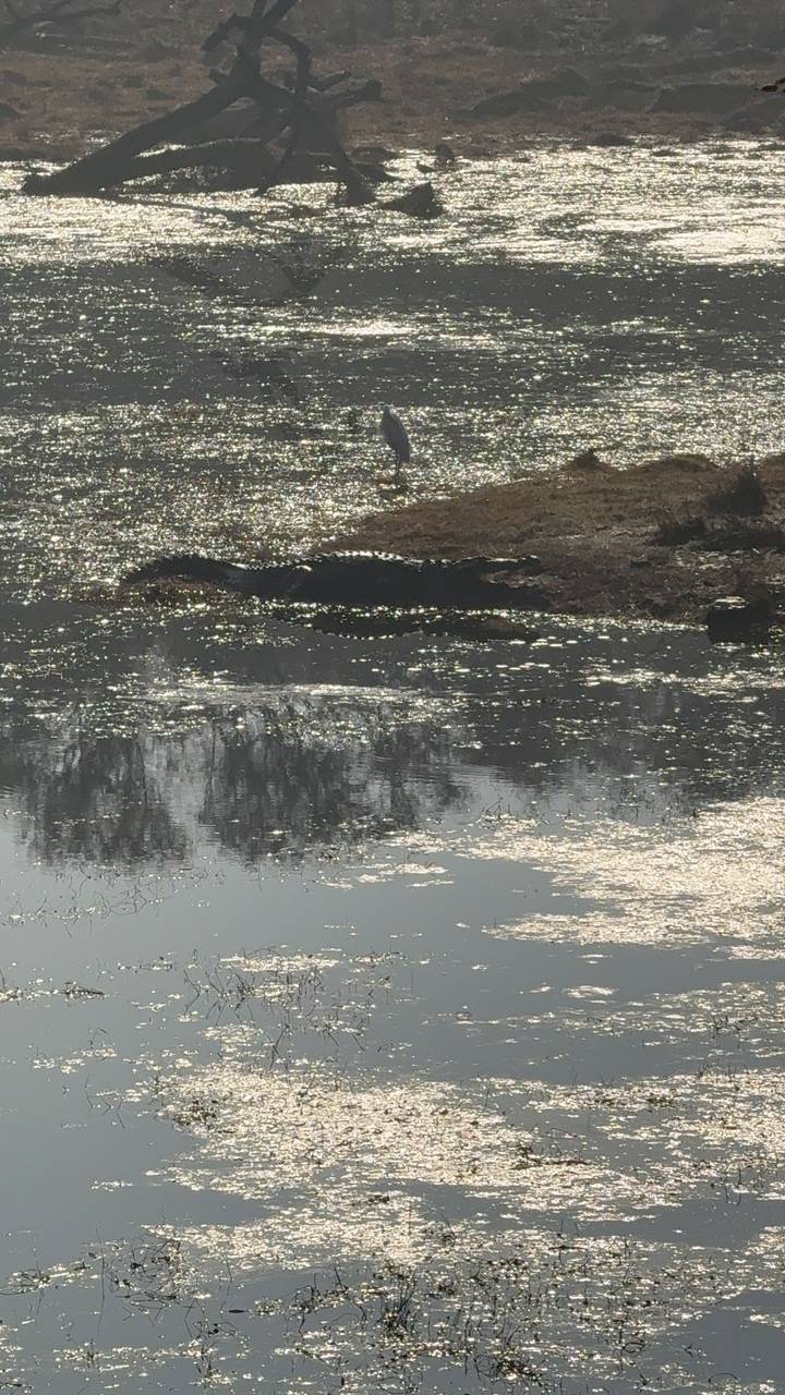 Crocodile floating near a marshy bank glistening with harsh back-light reflections