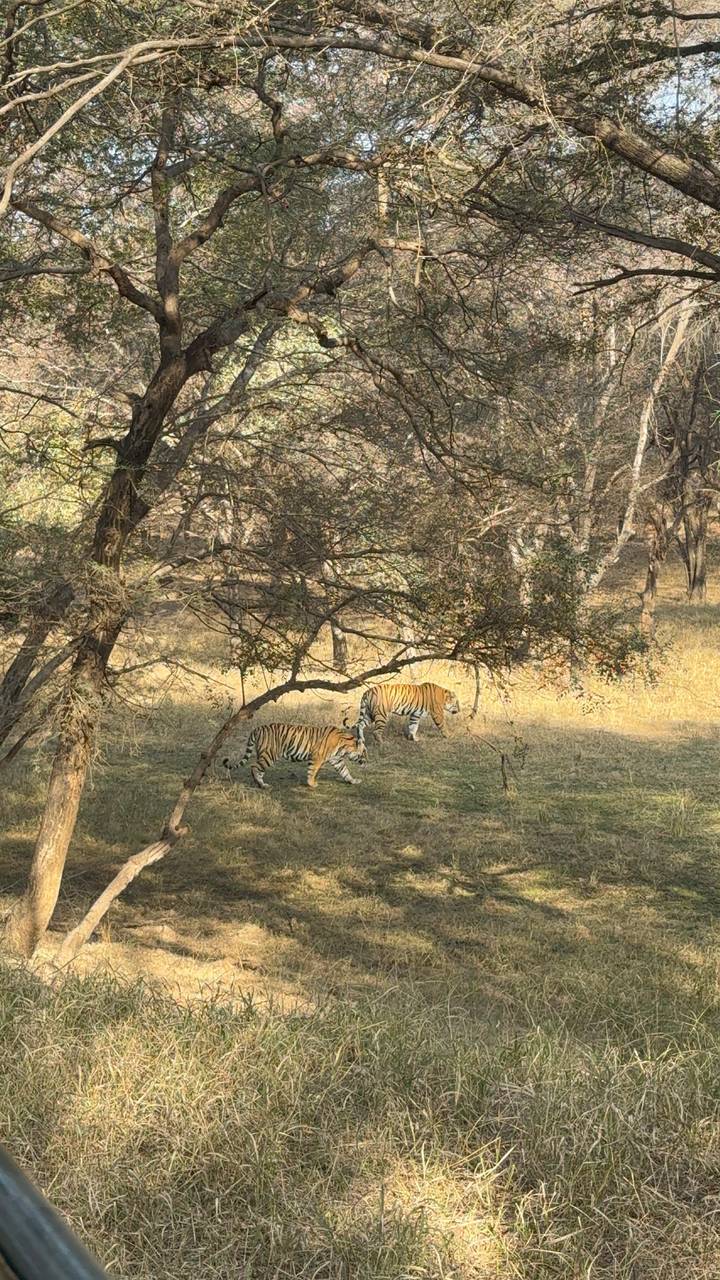Two Bengal tigers walking through dry forest grasses under dappled light