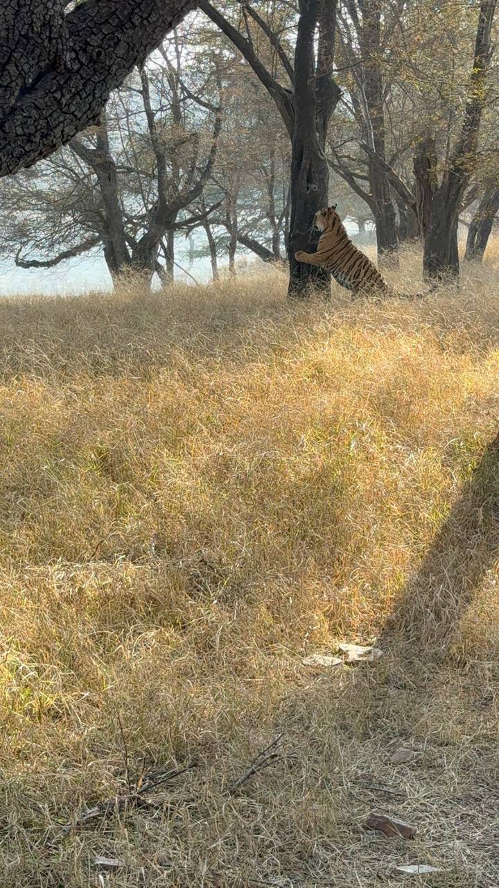 Out-of-context close-up of dry grass with no clear subject