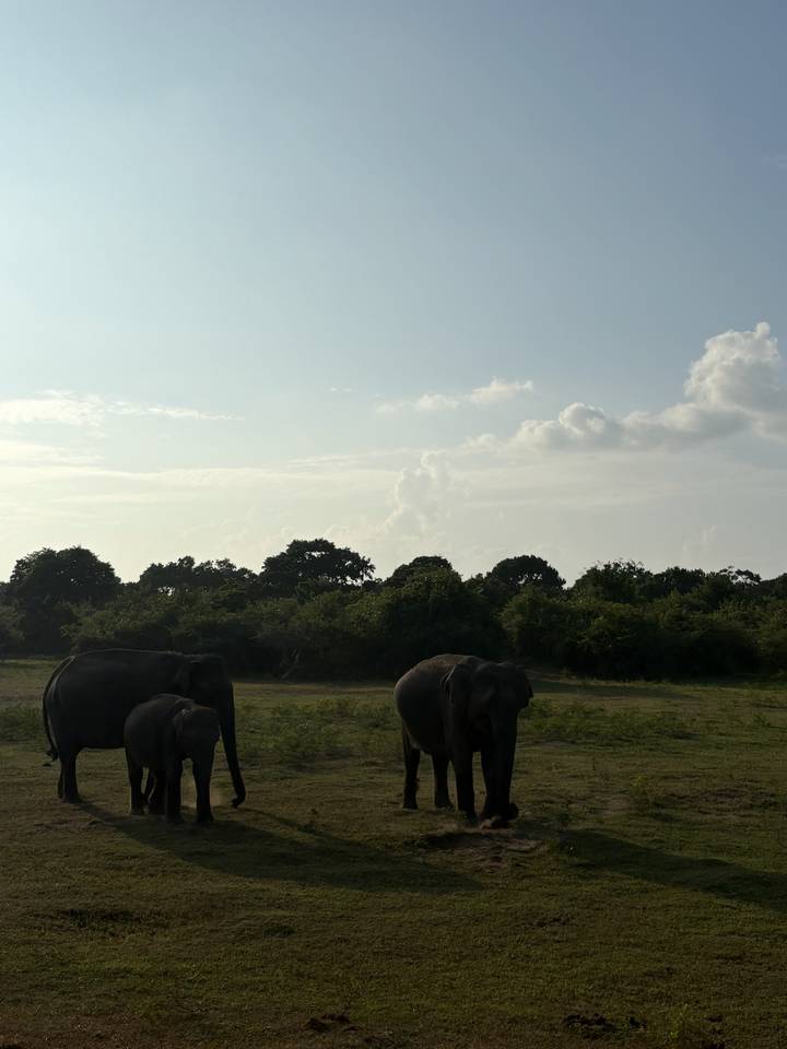 Wild elephants graze before a dense green forest under a bright afternoon sky in a national park.