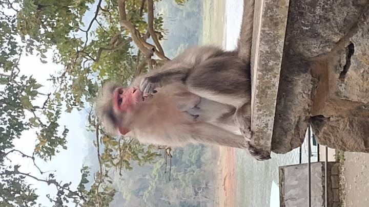 Wild rhesus macaque sits on a stone ledge overlooking a lake and forested hills.
