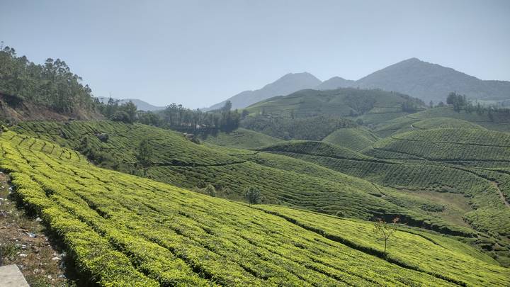 Endless green tea plantations blanket rolling hills beneath hazy mountain peaks.