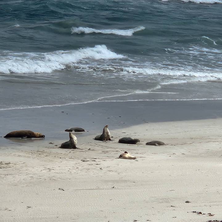 Several seals lounge on a sandy beach with gentle waves breaking behind them.