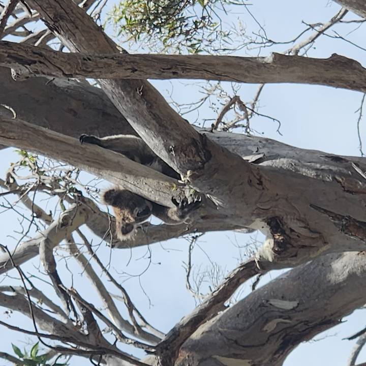Koala clings to a tall eucalyptus tree trunk high above the ground on a bright day.