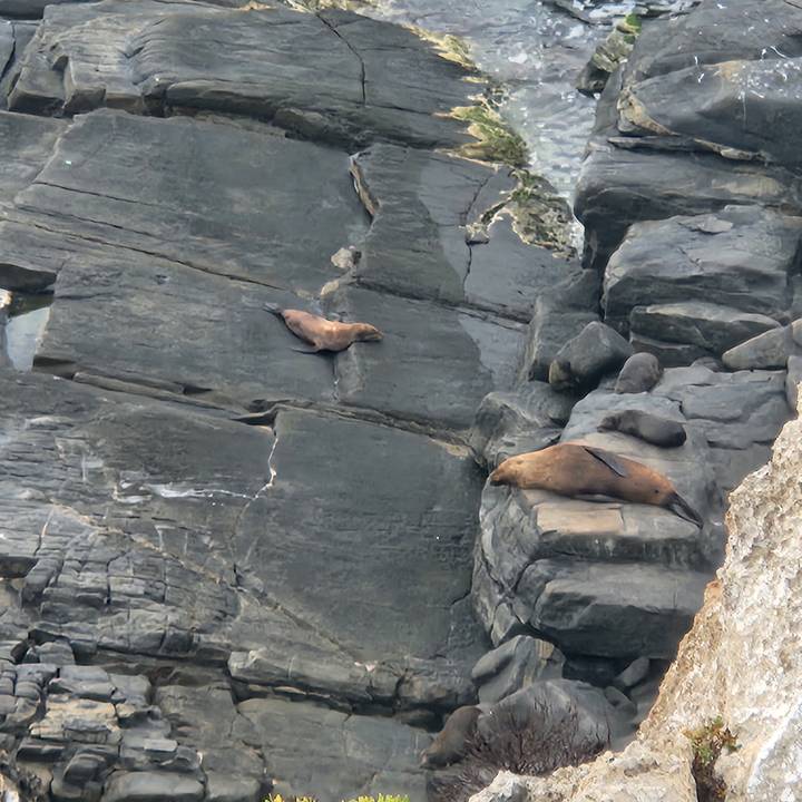 Large sea lions rest on dark coastal rock ledges beside the rough ocean.