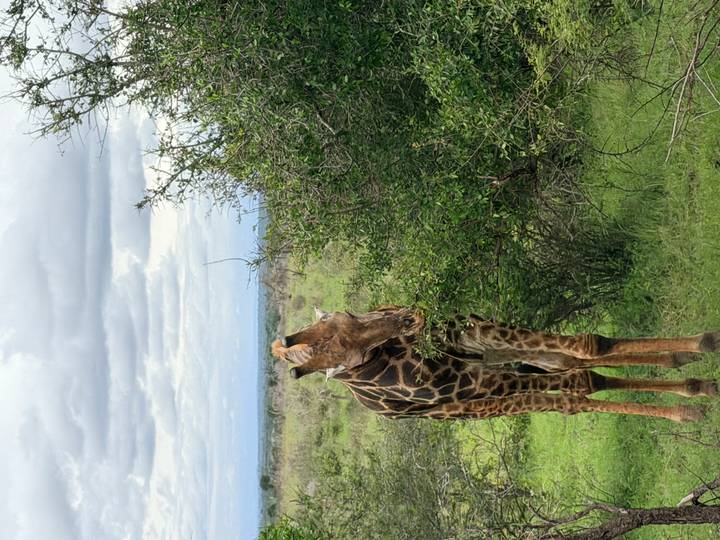 A giraffe browses on leafy bushes in green savanna under a cloudy sky.