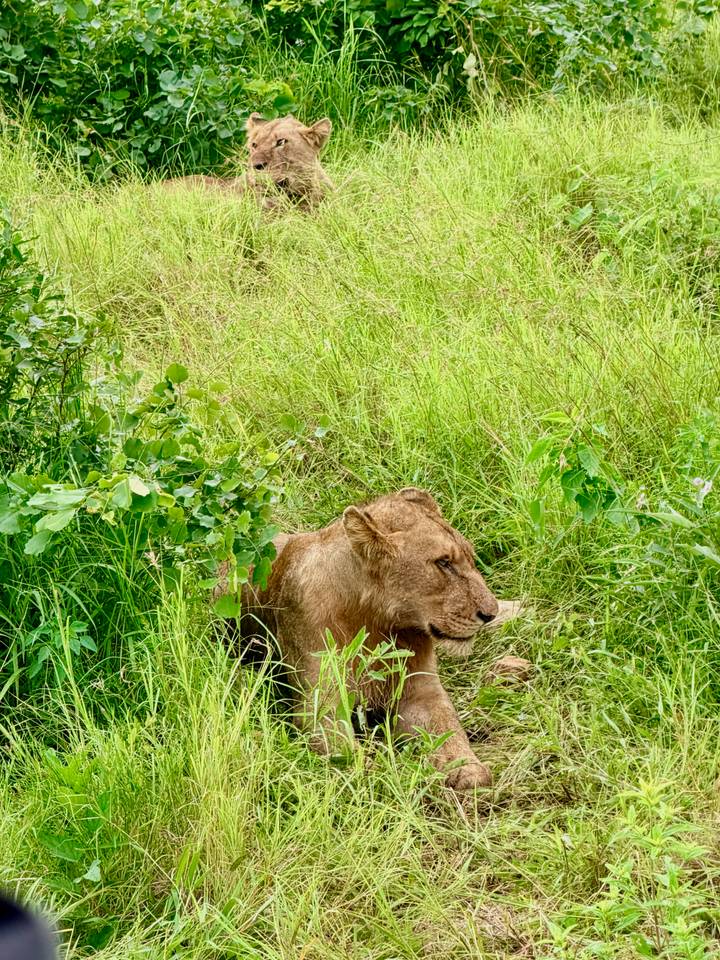Lioness resting partially hidden in tall, bright green grass.