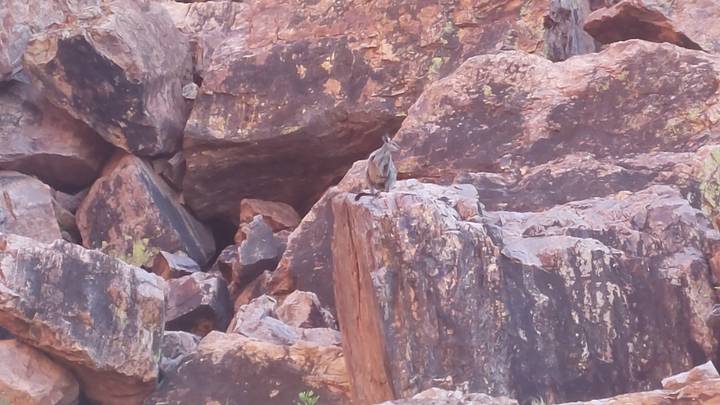 Small rock-wallaby perched on orange and black boulders in the Australian outback