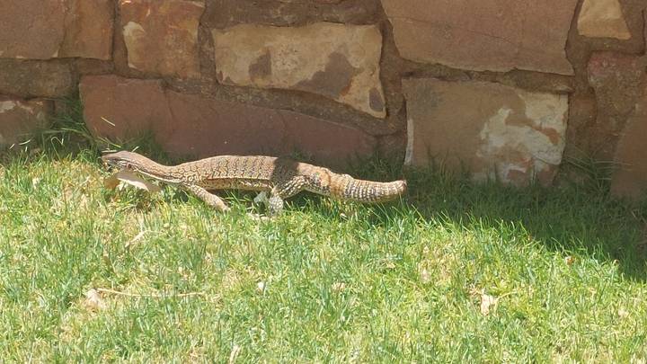 Speckled monitor lizard walking across a patch of green grass beside a stone wall