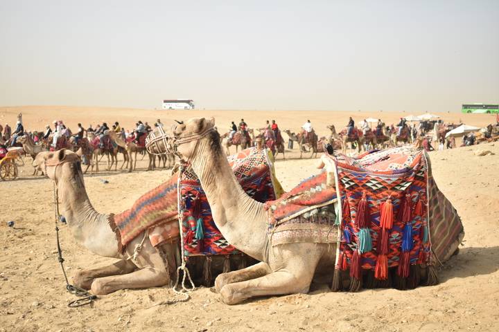 Decorated camels resting on sandy ground with caravan riders in the background at Giza plateau.