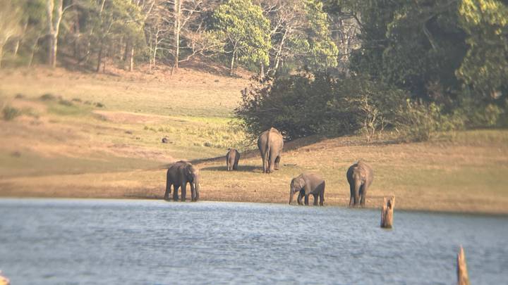 A small herd of wild elephants grazes on grassy land beside a tranquil lake with forested hills in the background.