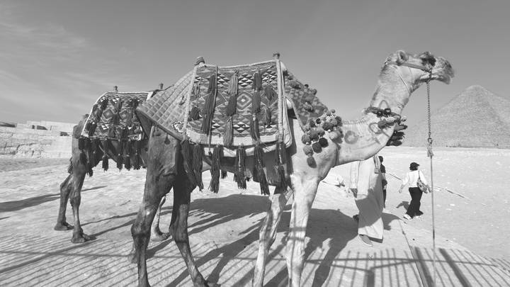 Decorated camel tethered near pyramids in a monochrome desert scene