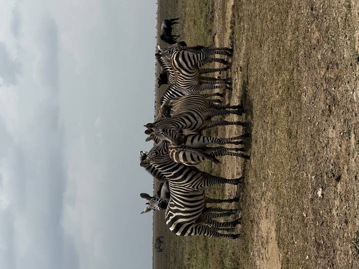 Herd of zebras standing alert on dry grassland beneath cloudy sky