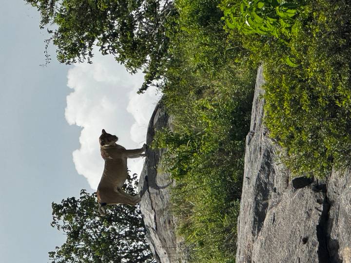 Lioness stands vigilant atop rocky outcrop against billowing white clouds