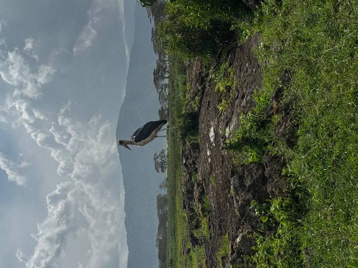 Tall marabou stork stands on grassy plain with misty mountains in distance