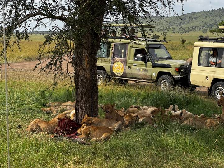 Pride of lions feast under a tree while safari vehicles watch nearby