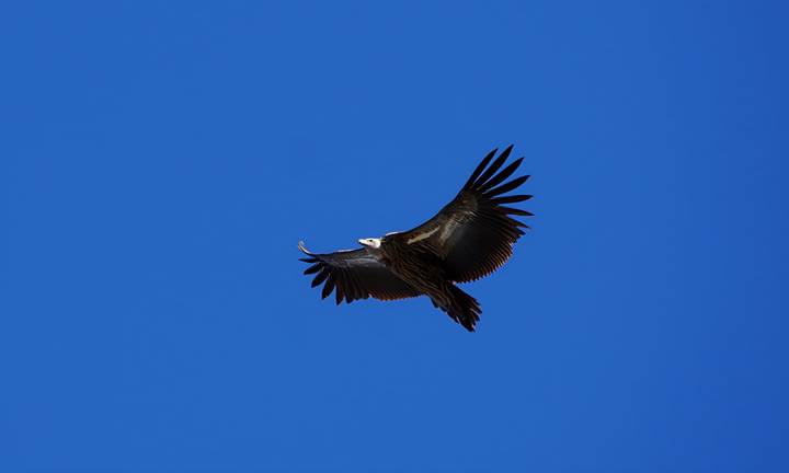 Large dark bird soaring with wings fully spread against a deep blue sky