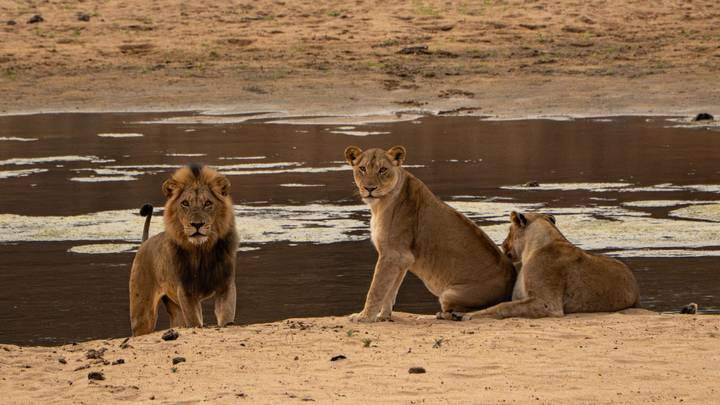 Male lion and two lionesses relaxing beside a muddy waterhole on sandy terrain.