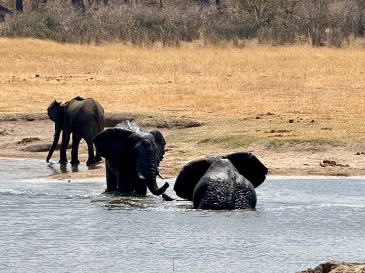 Elephants cooling off and playing in a river against a dry grassland backdrop.