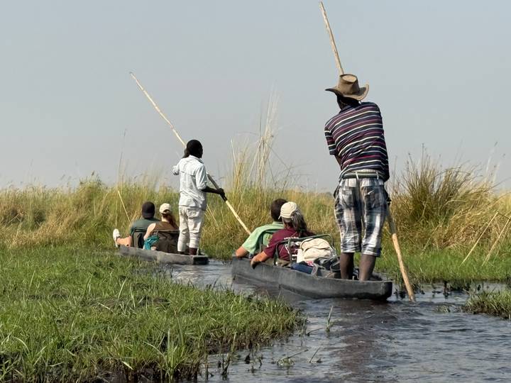 Tourists seated low in dugout canoes as guides pole them through grassy channels.