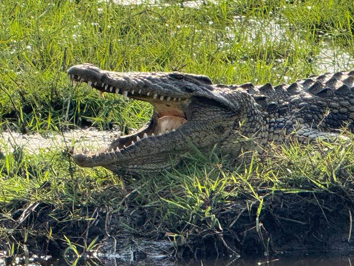 Close-up of a crocodile lying in grass with its jaws open displaying sharp teeth.