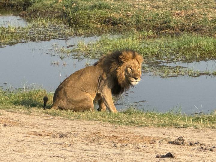 Male lion sitting attentively beside a water channel in grassy savanna.