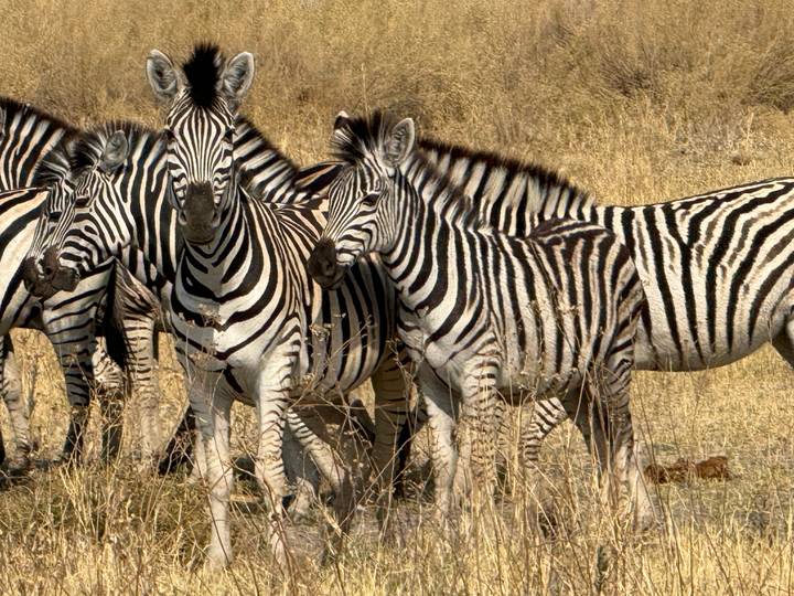 Herd of zebras grouped closely together on dry yellow grassland.