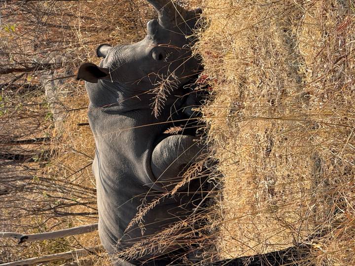 Rhino resting on its side in dry grassy bushland.
