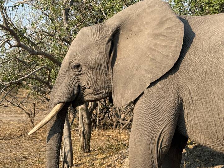 Side profile of an elephant walking through brushy woodland.
