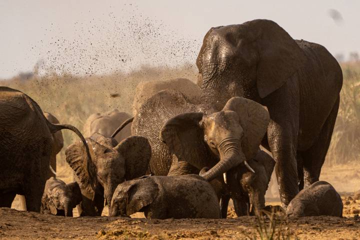Herd of elephants, mothers and calves, kicking up dust while wallowing together.