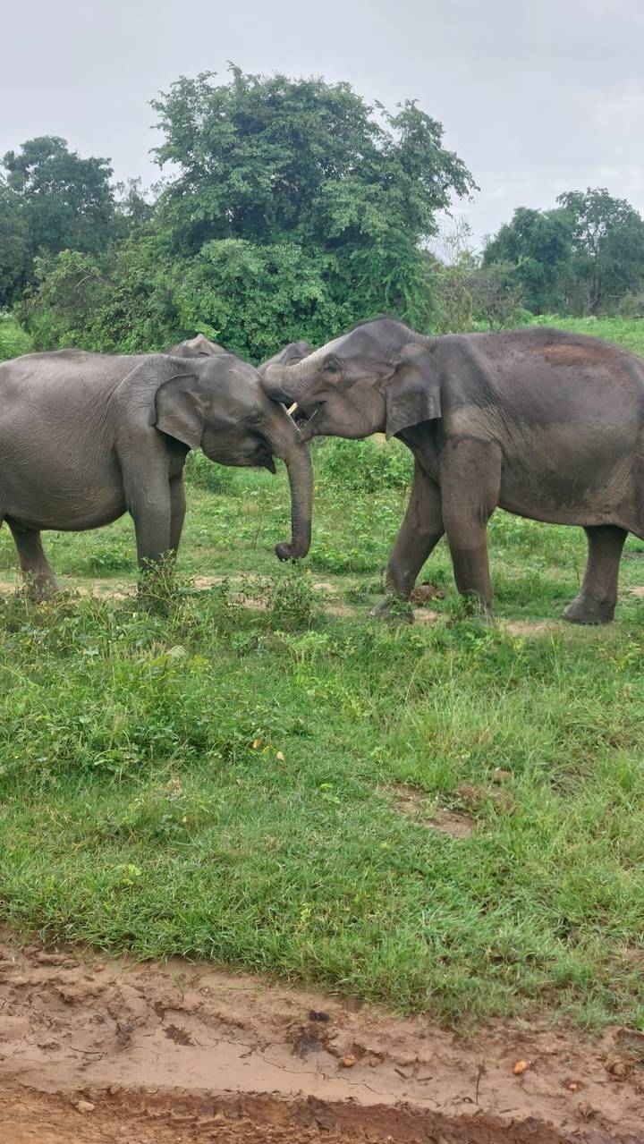 Two young elephants greet each other trunk-to-trunk on green grassland.