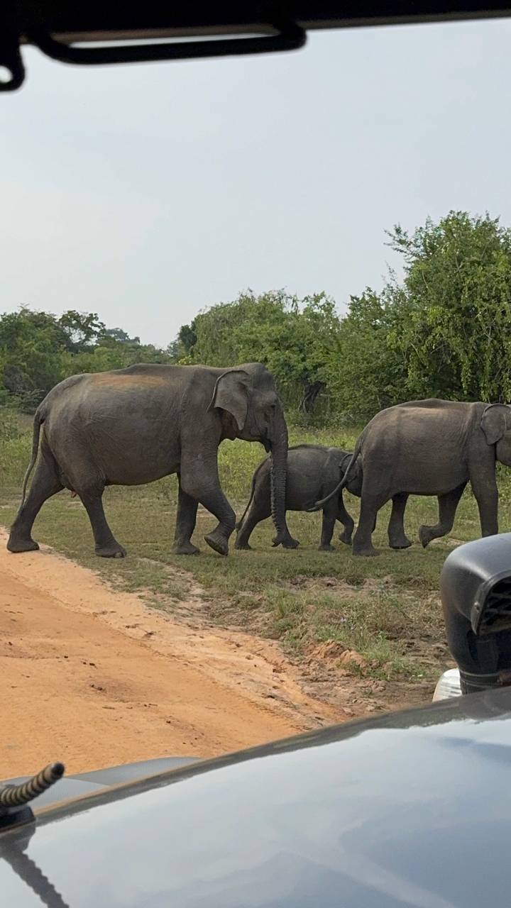Three wild elephants, including a calf, walk along a grassy track in a safari park.
