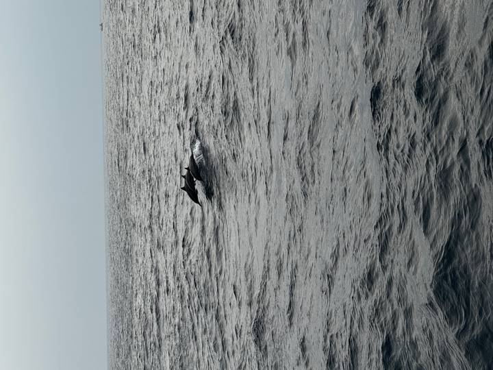 Two dolphins leap just above the surface of a grey, choppy ocean under a hazy sky.