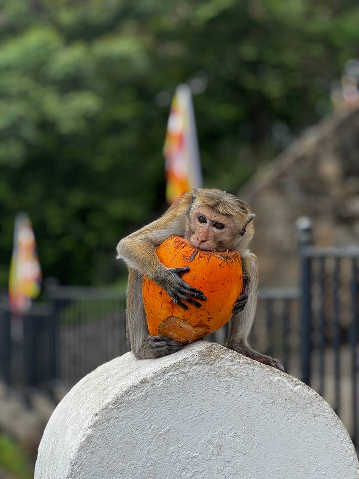 Close-up of a monkey hugging and drinking from a bright orange coconut against a green backdrop.
