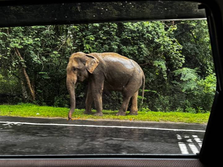 Wet wild elephant stands beside a rainy roadside partially obscured by a car window.