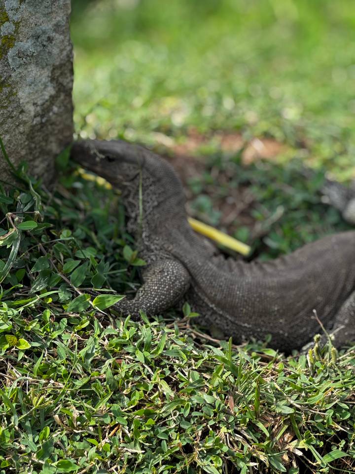 Blurry close-up of a monitor lizard partially hidden in grass beside a rock.