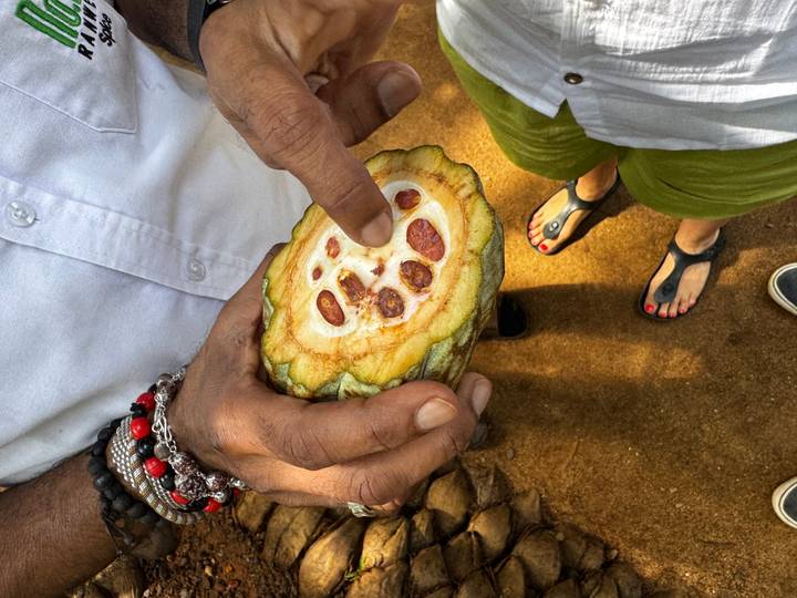 Guide shows the inside of a freshly opened cacao pod while explaining its seeds.