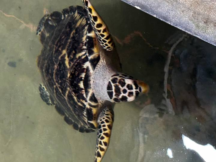 Sea turtle swims slowly in a cloudy tank, viewed from above the water surface.